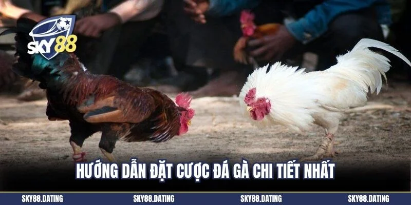 Hướng dẫn đặt cược đá gà chi tiết nhất